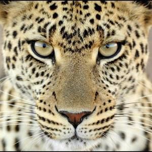 Meet your Posher, Anne